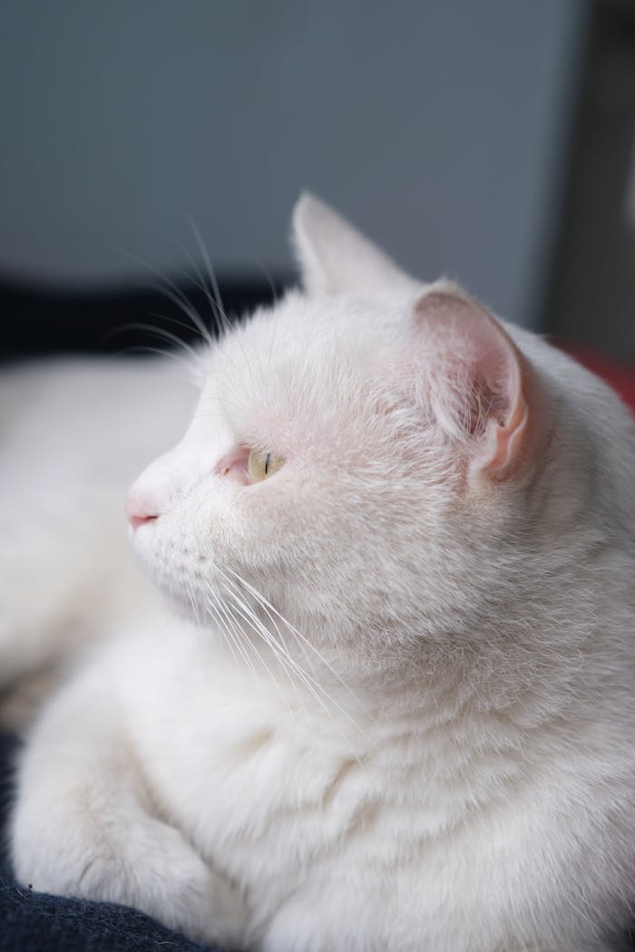 about-01 Adorable white cat lying indoors, captured in a serene close-up portrait.