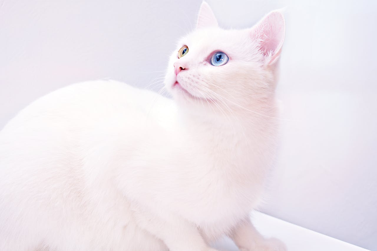 gallery-2 Adorable white cat with striking heterochromia eyes, perfect for pet lovers and domestic animal enthusiasts.
