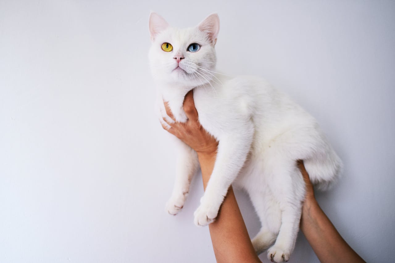 Adorable white cat with heterochromia being held indoors. Perfect pet portrait.