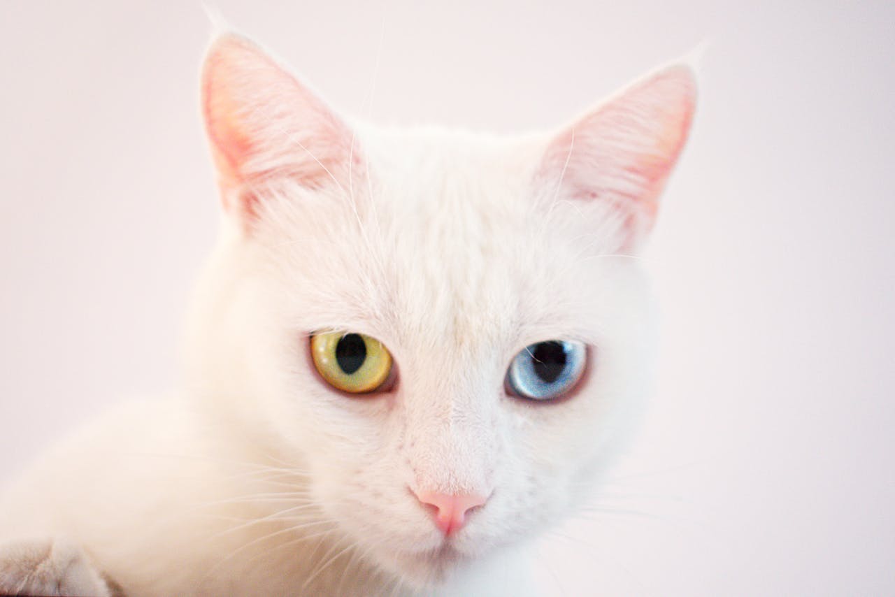 Close-up of a beautiful white cat with heterochromia showcasing mesmerizing eyes.