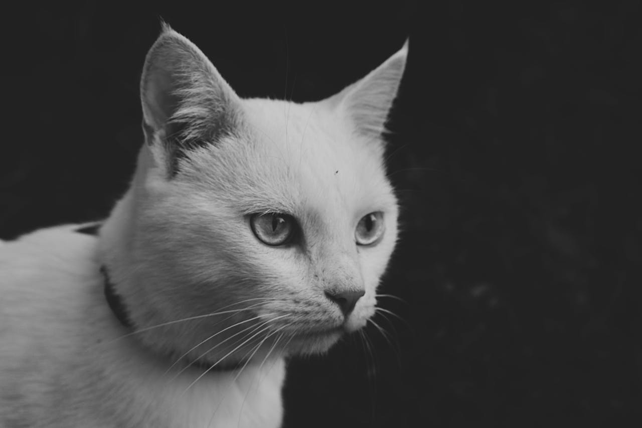 gallery-1 A striking close-up portrait of a domestic cat in monochrome, highlighting its expressive eyes.