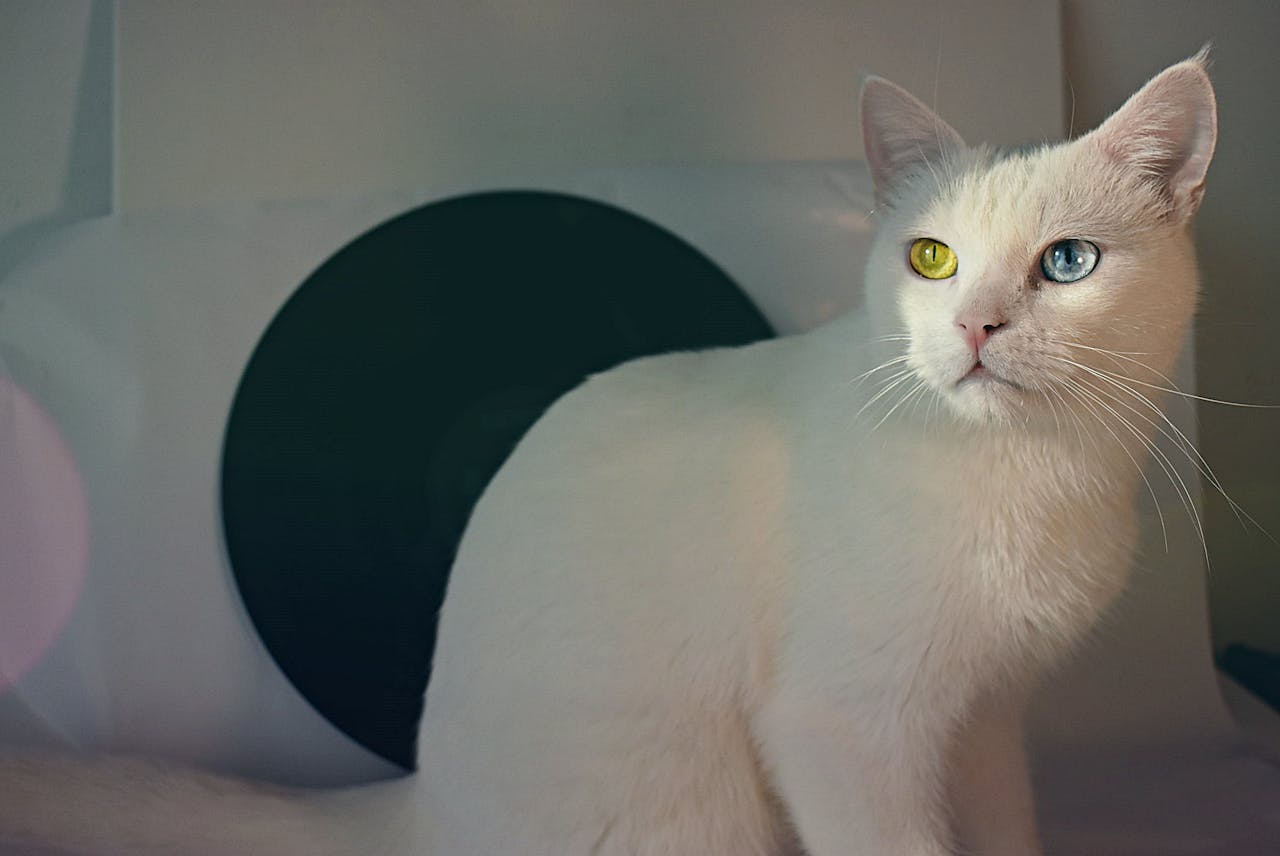gallery-3 Majestic white cat with different colored eyes in a serene setting, perfect for pet lovers.