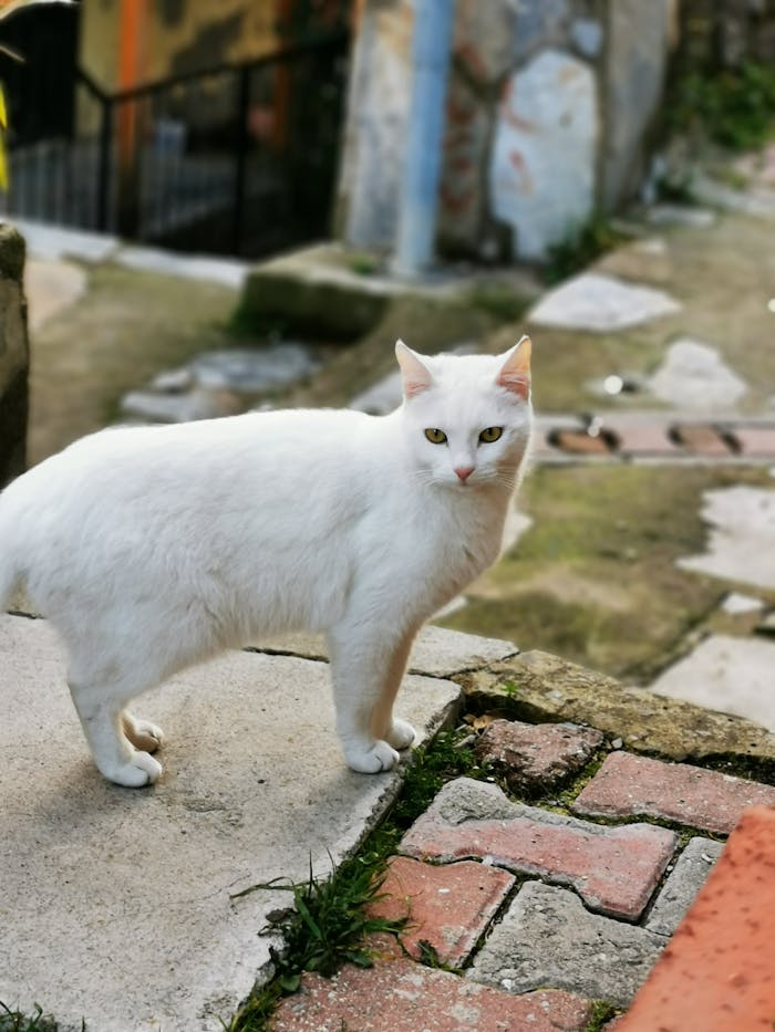 services-03 Graceful white cat standing elegantly in an urban alley of Bornova, İzmir, Türkiye.