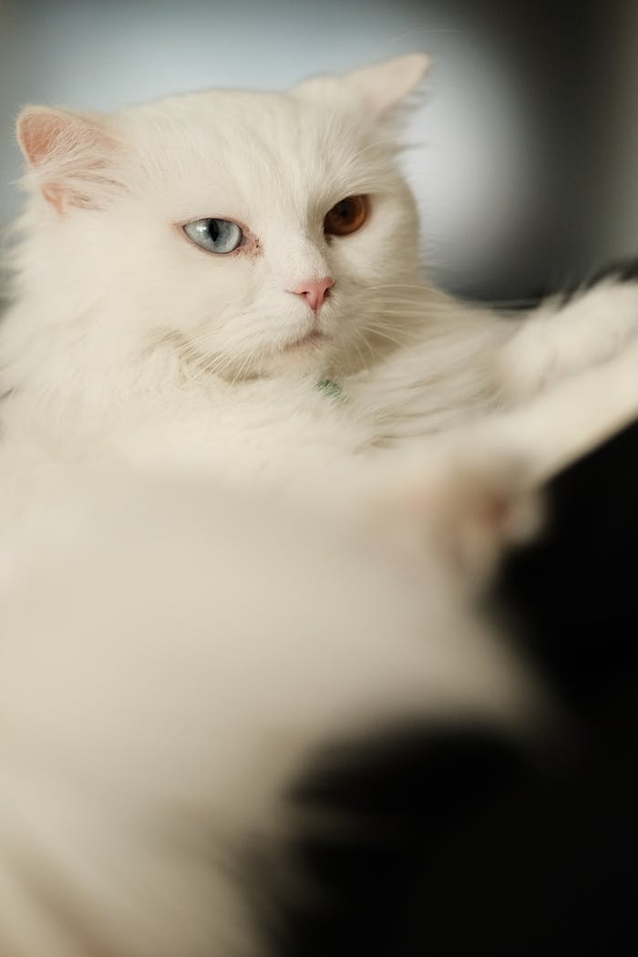 gallery-4 A beautiful white cat with distinct heterochromia and a fluffy coat, captured in soft focus.