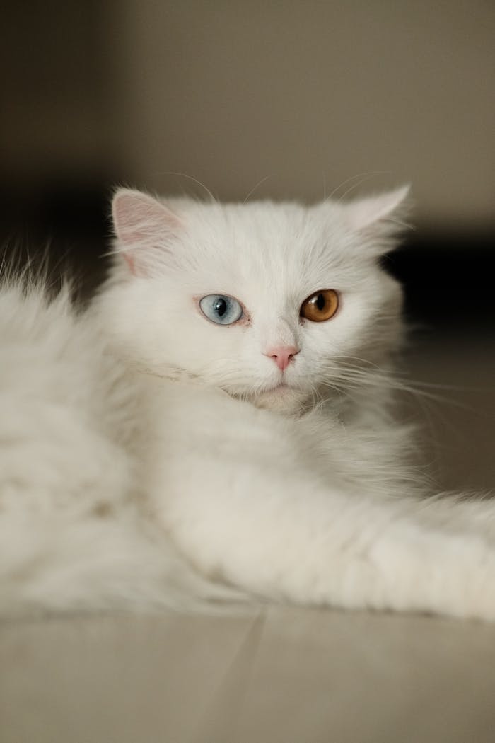 Close-up of a fluffy white cat with heterochromia lounging indoors on a hardwood floor.