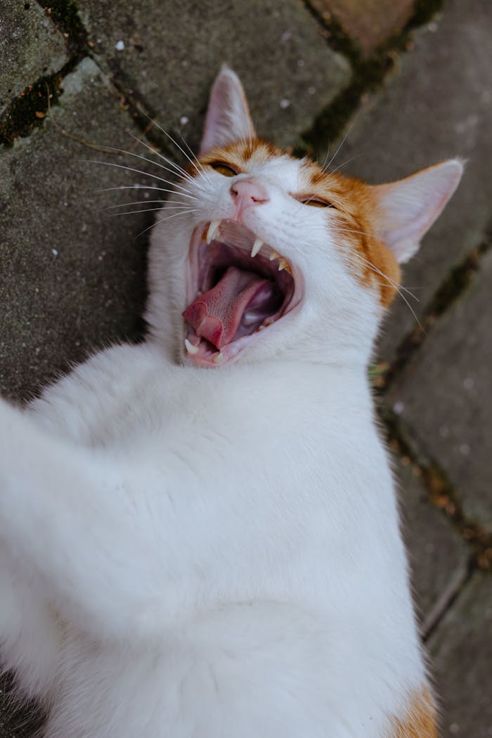 gallery-6 Close-up of a yawning domestic cat with orange and white fur lying on outdoor pavement.