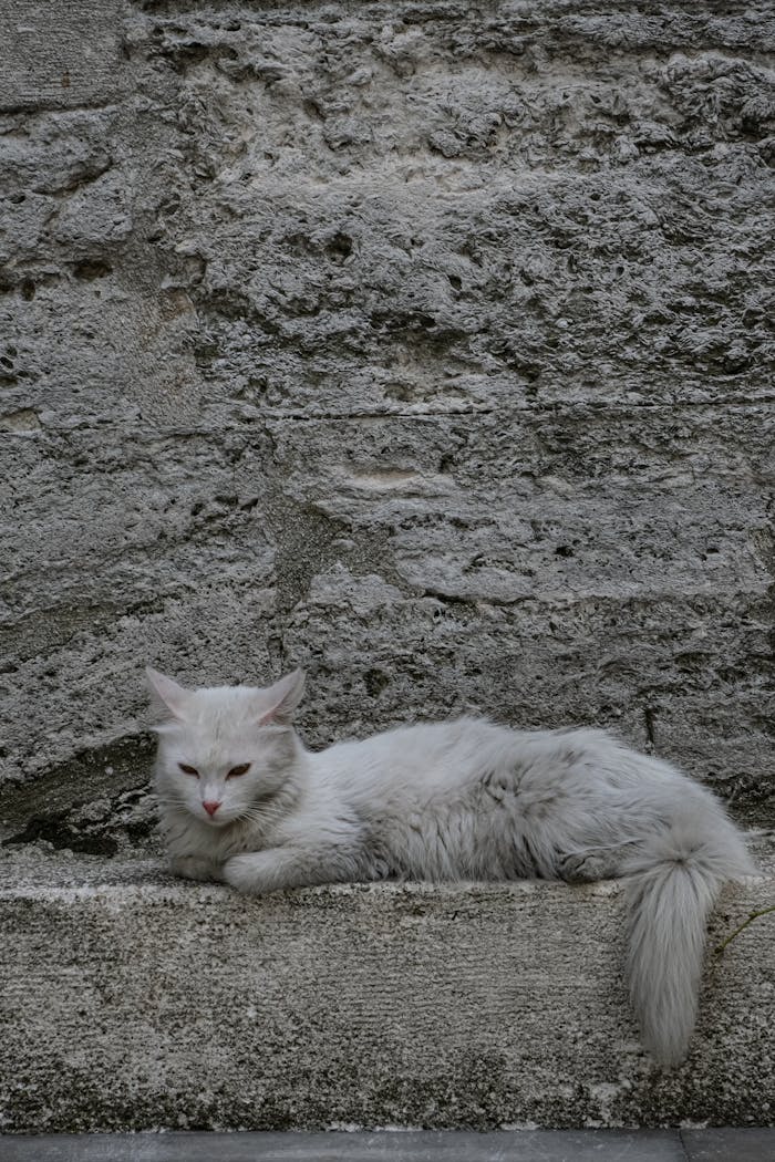 services-02 A peaceful white cat lounging on a textured stone ledge against a wall.