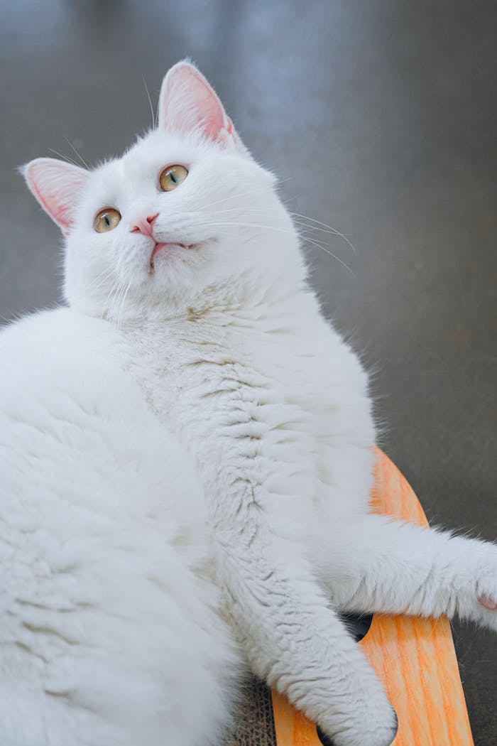 Fluffy white cat lounging indoors on a skateboard, looking relaxed and playful.
