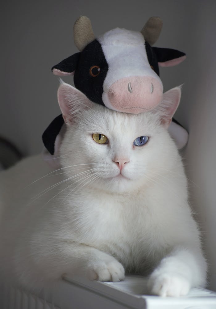 gallery-5 Adorable white cat with heterochromia wearing a cow plush toy indoors.