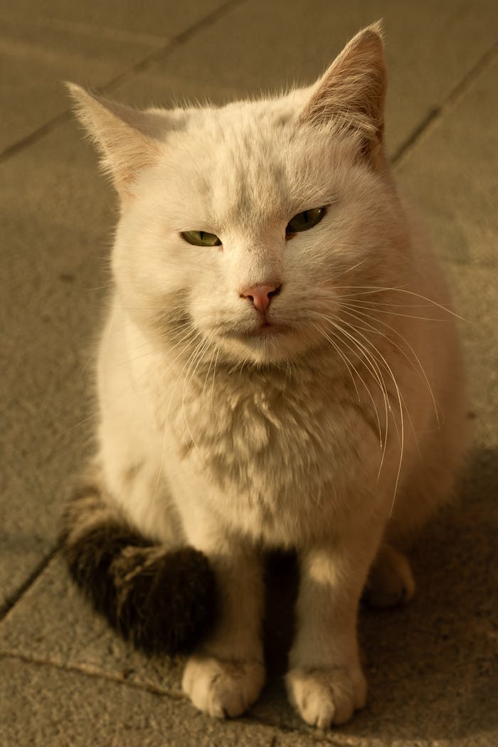 services-01 A serene white cat with green eyes sitting on a sunlit pavement.